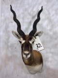 Blackbuck Sh Mt