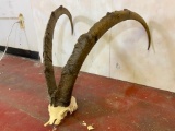 Ibex Horns on Skull Plate