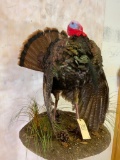 Lifesize Turkey on Base