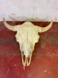 Buffalo Skull