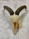 Aoudad Skull