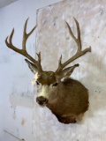 Mule Deer Sh Mt