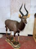 Lifesize Nyala