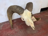 XL Big Horn Skull