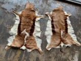 2 Springbok Hides (2x$)