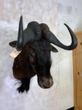 Black Wildebeest Sh Mt