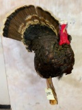 Lifesize Turkey on Branch