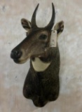 Nilgai Sh Mt