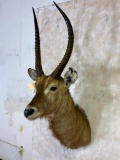 Waterbuck Sh Mt