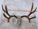 Mule Deer Skull w/Reproduction Antlers