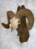 Reproduction Rocky Mountain Big Horn Sheep by Bill Freeman