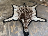 Zebra rug w/mounted head