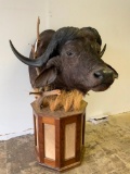 Cape Buffalo Pedestal