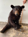 Lifesize Black Bear Cub