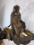 Life size Baboon