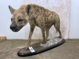 Life size Hyena