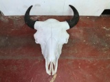 Buffalo Skull