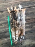 2 XXLG Coyote hides, fur skink, fresh NEW Taxidermy (2X$)