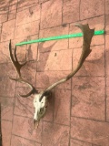 BIG Fallow Deer skull/antlers