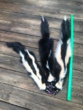 3 Beautiful LONG White stripped Skunk furs 3 x $