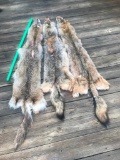 3 Beautiful, fresh Tanned XXLG Coyotes hides furs , NEW Taxidermy 3 x $