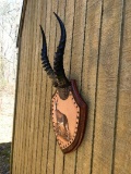 Beautiful Fancy Custom Hand Painted Leather Shield,with Trophy AFRICA BLESBOK HORNS