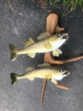 Two REAL SKIN Walleye fish mounts New taxidermy on Driftwood