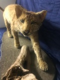 25 Texas BOBCAT , lifesize Taxidermy mount on base, 45