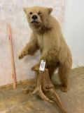 Lifesize Cinnamon Black Bear Cub