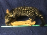 Realllly Nice African CIVET CAT lifesize Taxidermy mount 51
