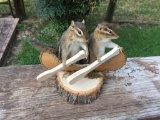 Taxidermy Beautiful Pair of Eastern CHIPMUNKS Paddling In Canoe 9