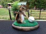 Cute little Golfing Chipmunk New Taxidermy 7