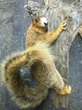 Beautiful White nosed Fox Squirrel on Wood wall hanging 33