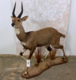 Lifesize Bushbuck