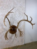 Caribou Rack on Plaque