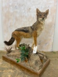 Life size Black-backed Jackal