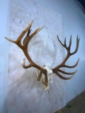 XL Red Stag Skull