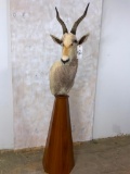 White Blesbok Pedestal