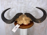 Cape Buffalo Skull Cap