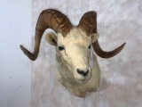 Big Horn Dall Sheep Sh Mt