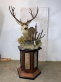 Mule Deer Pedestal