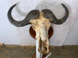 Cape Buffalo Skull