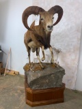 Lifesize Mouflon on Base