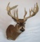 XL WHITETAIL SH MT