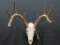 WHITE CRYSTAL WHITETAIL SKULL