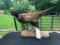 Beautiful Ring-neck Pheasant standing Taxidermy mount