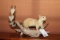 Ringtail Cat lifesize mount