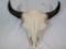 XL BUFFALO SKULL