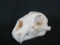 LEOPARD SKULL *ALL TEETH* *TX RESIDENTS ONLY*