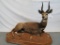 LIFESIZE LAYING BUSHBUCK